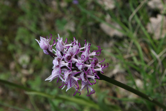 orchis militaris